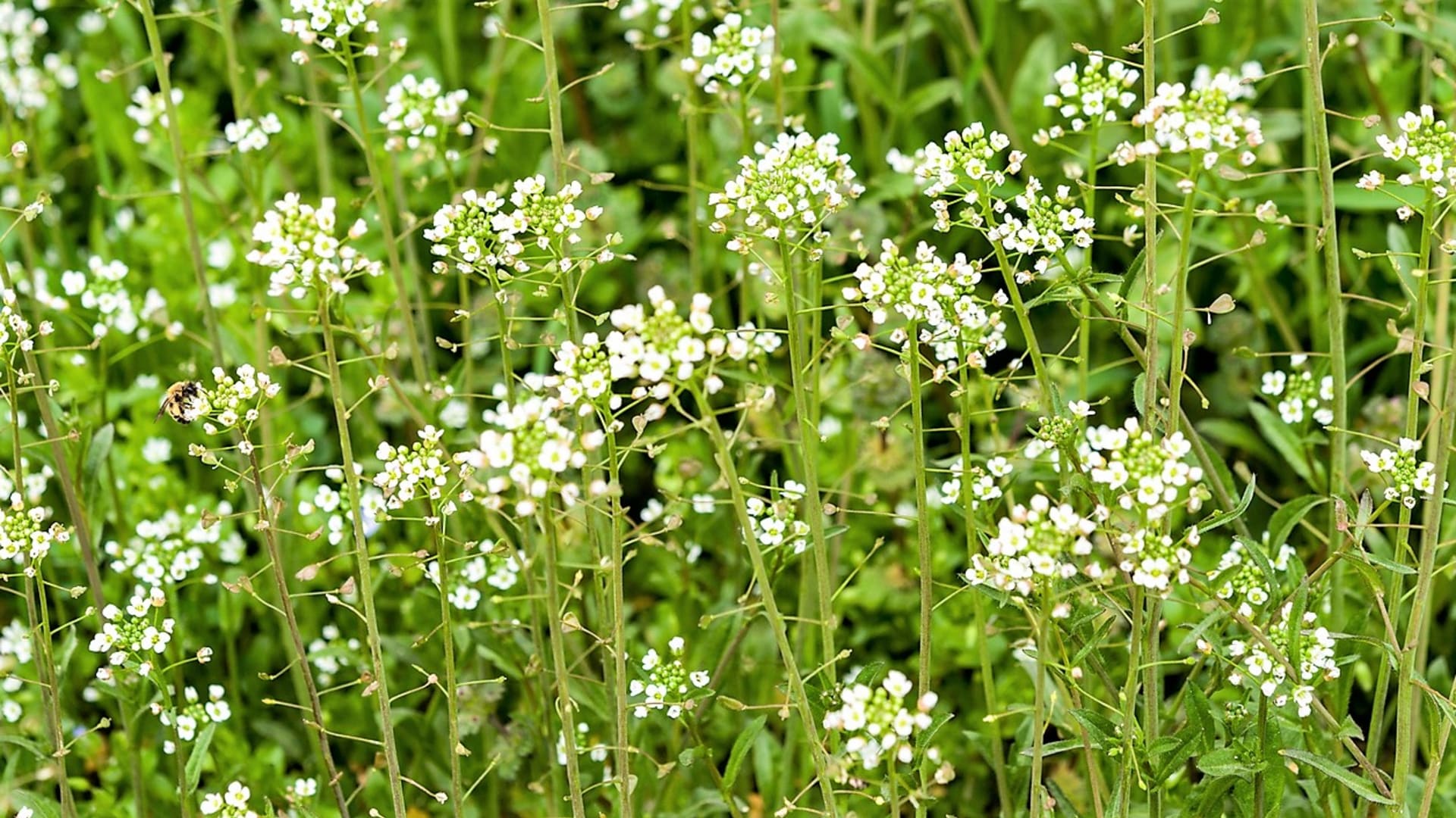 Capsella bursa-pastoris to ciekawa bylina o drobnych, białych kwiatach.  Lulek może kwitnąć niemal przez cały rok, najczęściej od marca do listopada. 