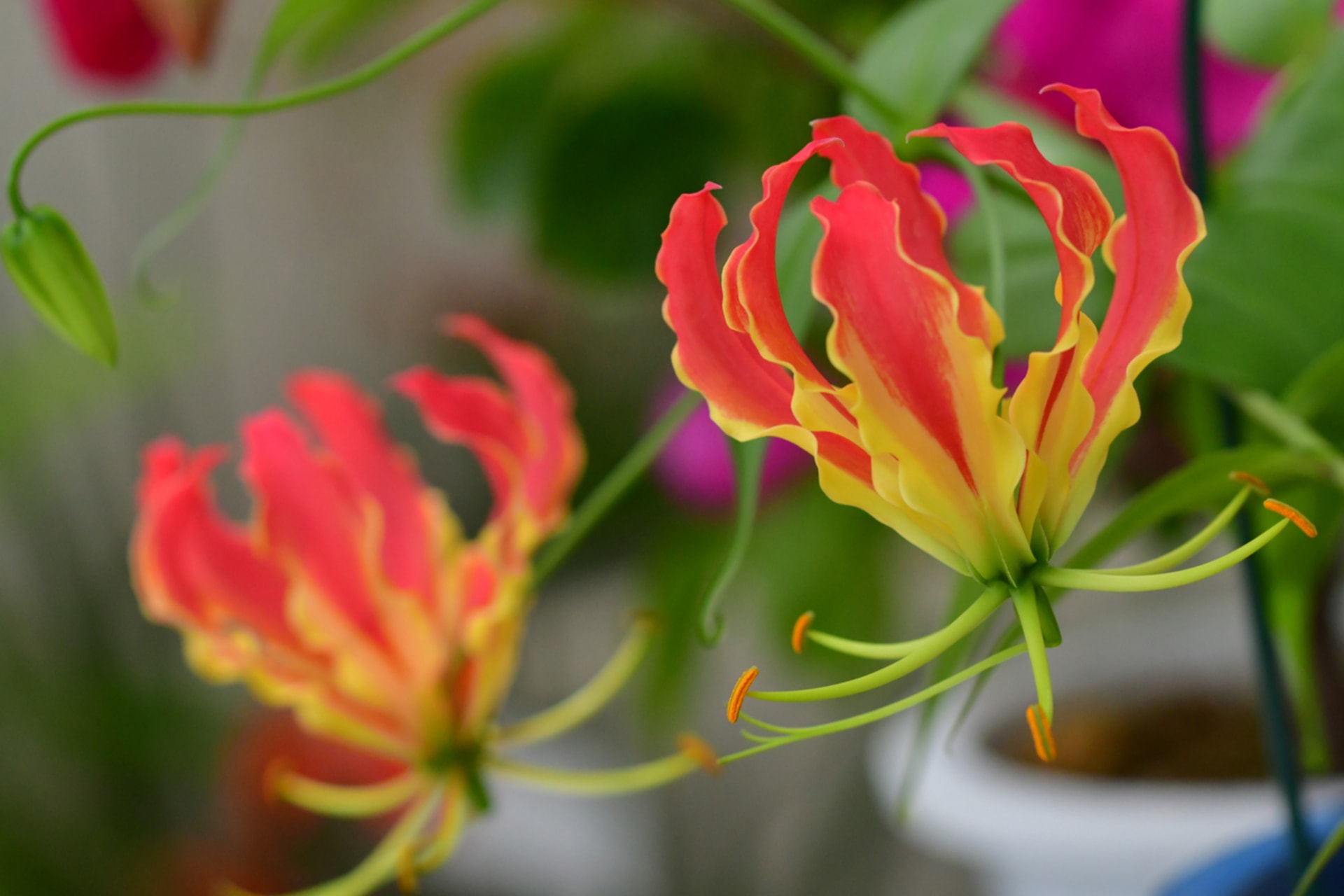 Gloriosa uprawiana jest jako kwiat pokojowy lub balkonowy