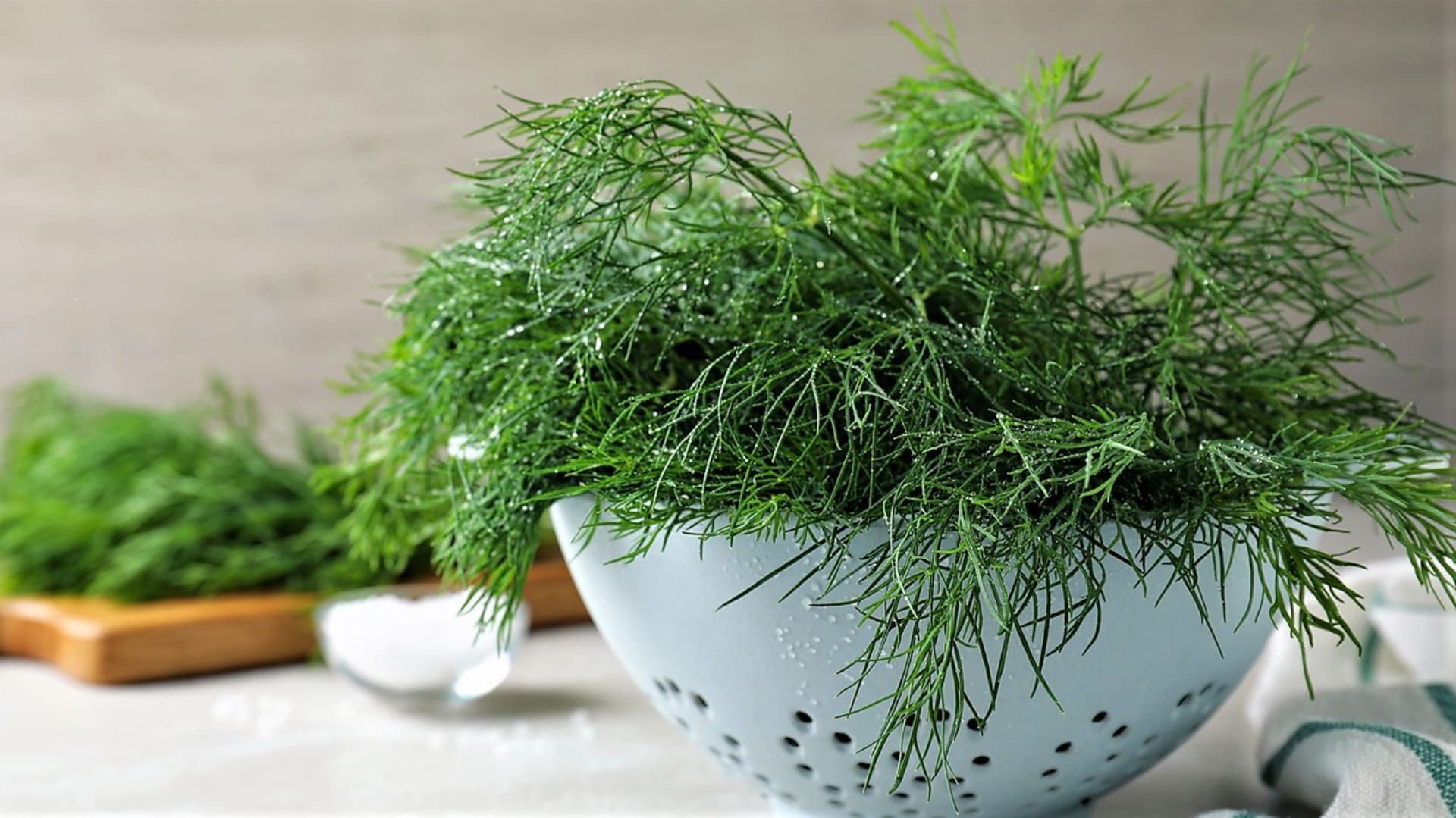 Koper (Anethum Graeolens) to popularna w naszym kraju przyprawa zielona o charakterystycznym, bardzo wyraźnym zapachu.